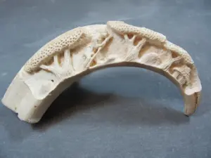 Old hand carved walrus tusk